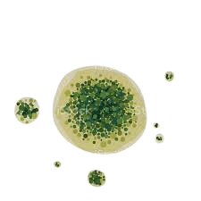 callusapro.com-Mold Removal & Remediation Services-Service-banner 13