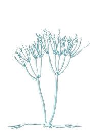 callusapro.com-Mold Removal & Remediation Services-Service-banner 14