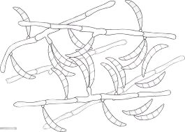 callusapro.com-Mold Removal & Remediation Services-Service-banner 15