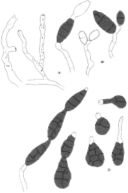 callusapro.com-Mold Removal & Remediation Services-Service-banner 16